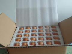 EPE���������u�����f�������b�Î���